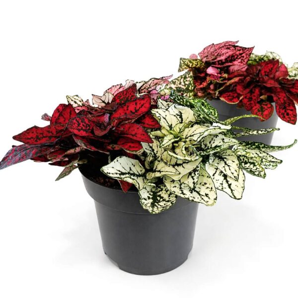 Niedośpian tricolor hypoestes Niedośpian tricolor hypoestes