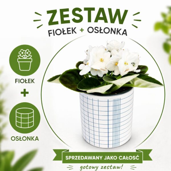 Nordic Grid – fiołek biały w osłonce Nordic Grid – fiołek biały w osłonce