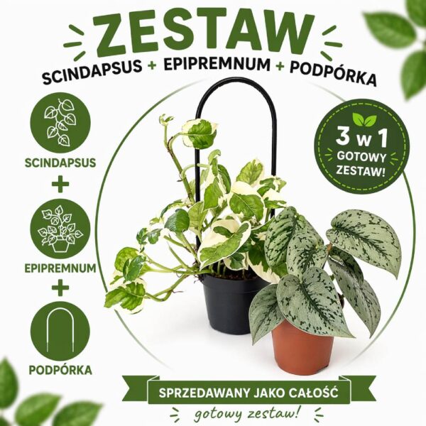 Pnącza na podporze - Scindapsus+Epipremnum+Podpórka Pnącza na podporze - Scindapsus+Epipremnum+Podpórka