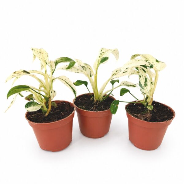 Rhaphidophora Puberula variegata