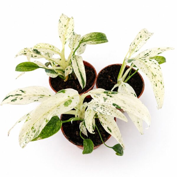 Rhaphidophora Puberula variegata