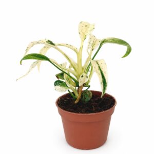 Rhaphidophora Puberula variegata