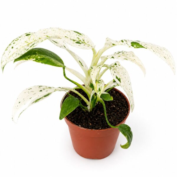 Rhaphidophora Puberula variegata Rhaphidophora Puberula variegata