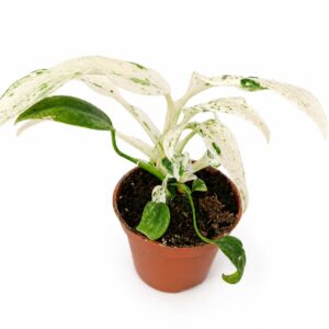 Rhaphidophora Puberula variegata