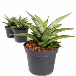 Sansevieria Silver Crown