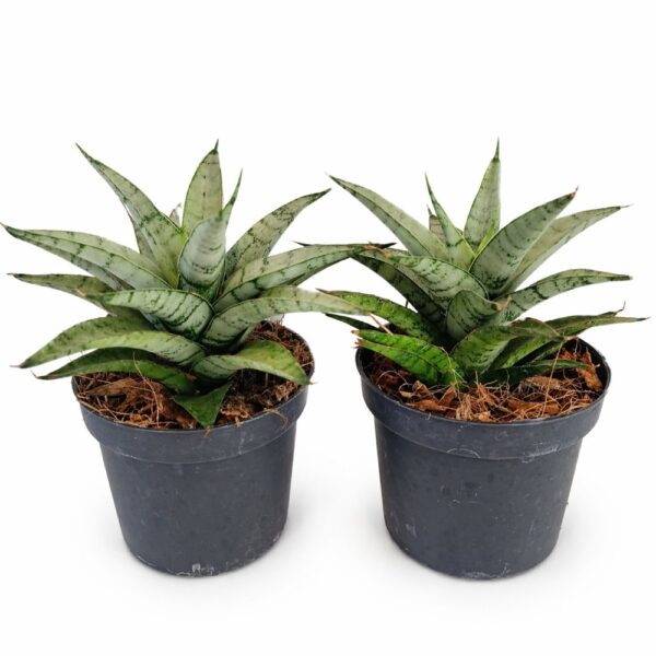 Sansevieria Silver Crown Sansevieria Silver Crown