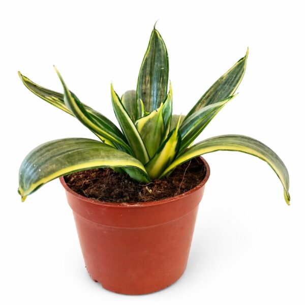 Sansevieria Trifasciata Hahnii Sansevieria Trifasciata Hahnii