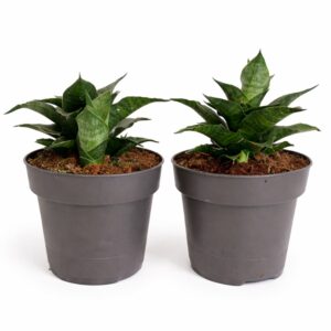 Sansevieria star ming marble