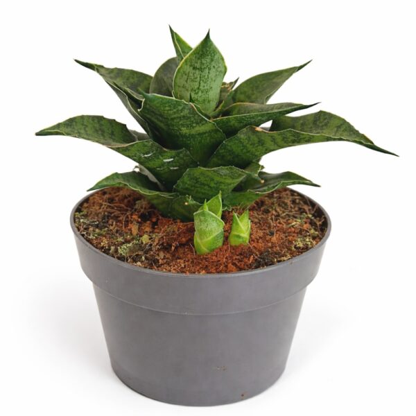 Sansevieria star ming marble Sansevieria star ming marble