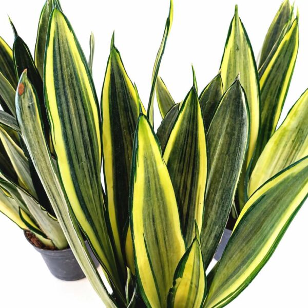 Sansevieria trifasciata Silver Spears Sansevieria trifasciata Silver Spears