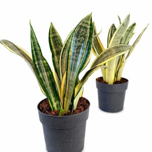 Sansevieria Harlequin