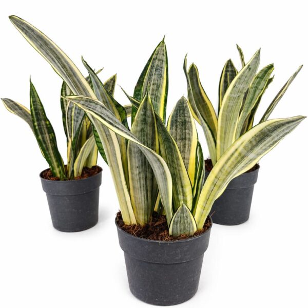 Sansevieria Harlequin Sansevieria Harlequin