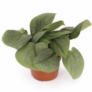 Scindapsus Silver Hero