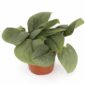 Scindapsus Silver Hero