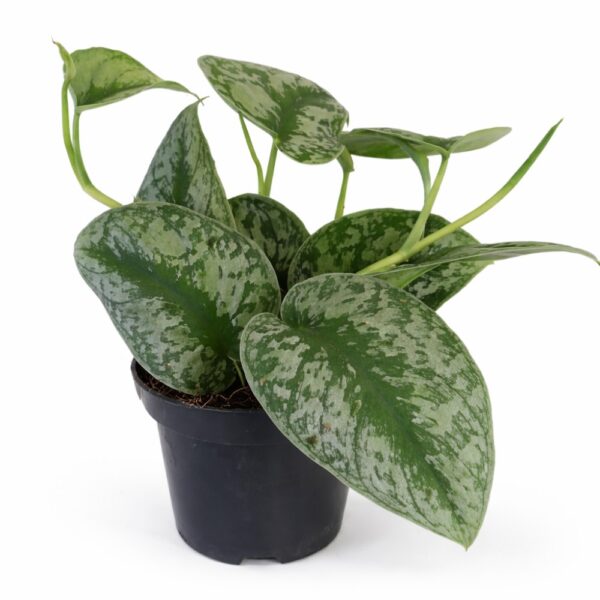 Scindapsus pictus Trebie (Scindapsus pstry) Scindapsus pictus Trebie (Scindapsus pstry)