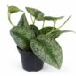 Scindapsus pictus Trebie (Scindapsus pstry)
