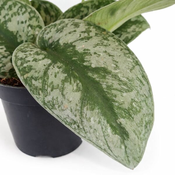 Scindapsus pictus Trebie (Scindapsus pstry)