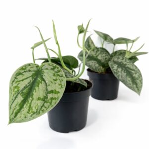 Scindapsus pictus Trebie (Scindapsus pstry)