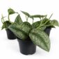 Scindapsus pictus Trebie (Scindapsus pstry)
