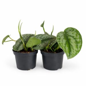 Scindapsus pictus Trebie (Scindapsus pstry)