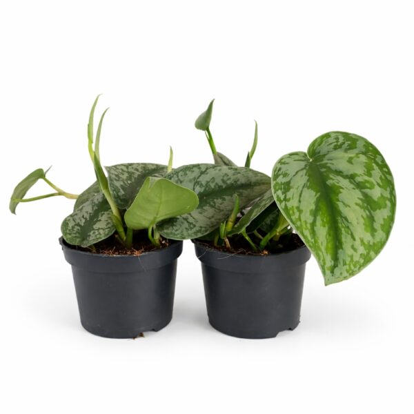 Scindapsus pictus Trebie (Scindapsus pstry)