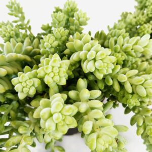 Sedum Burrito