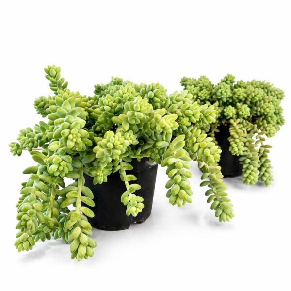 Sedum Burrito