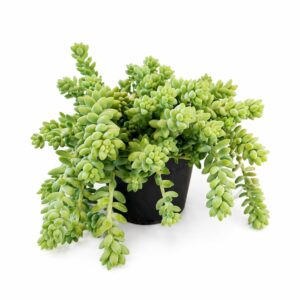 Sedum Burrito