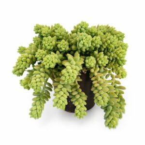 Sedum Burrito