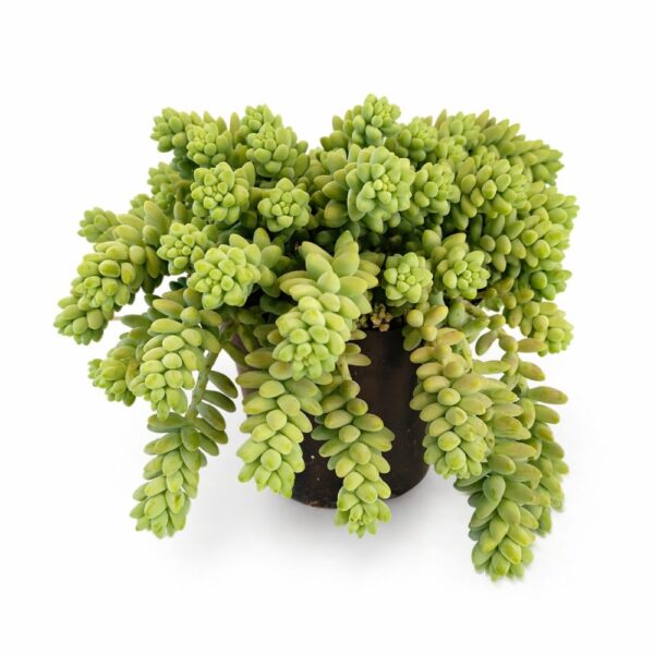 Sedum Burrito Sedum Burrito