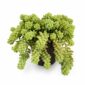 Sedum Burrito