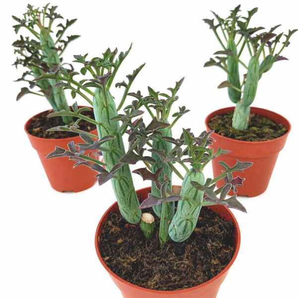 Senecio Articulatus