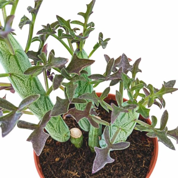 Senecio Articulatus Senecio Articulatus