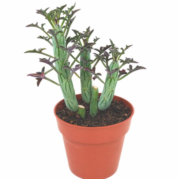 Senecio Articulatus