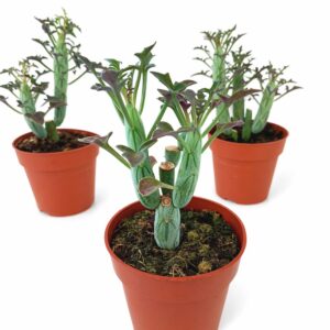 Senecio Articulatus