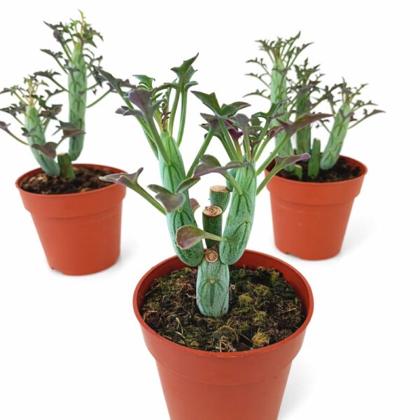 Senecio Articulatus