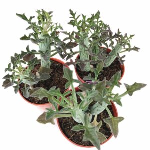 Senecio Articulatus