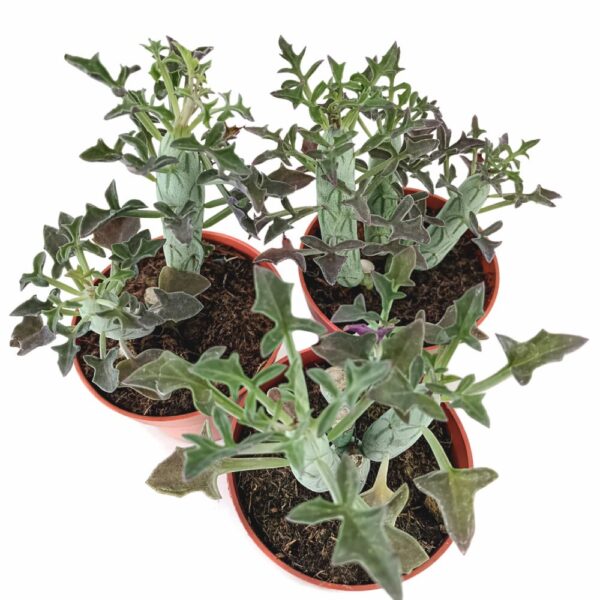 Senecio Articulatus