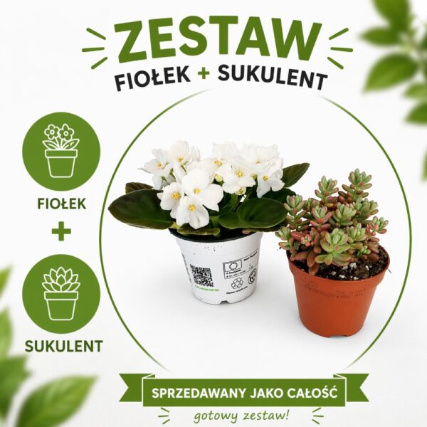 Sweet Harmony – fiołek & sukulent Sweet Harmony – fiołek & sukulent