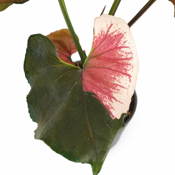 Syngonium Strawbery Ice Syngonium Strawbery Ice