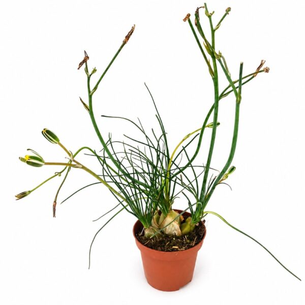 albuca humilis albuca humilis