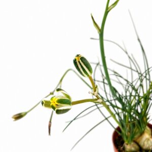 albuca humilis