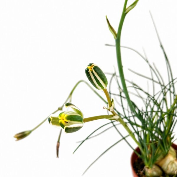 albuca humilis