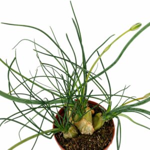 albuca humilis