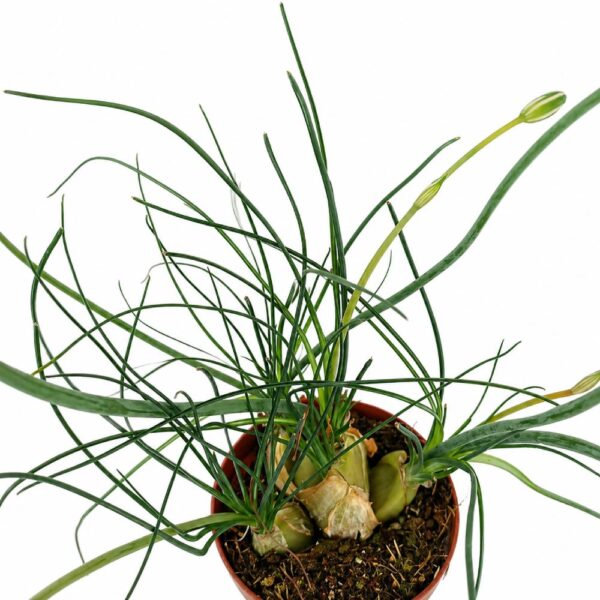 albuca humilis