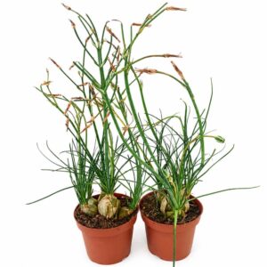 albuca humilis