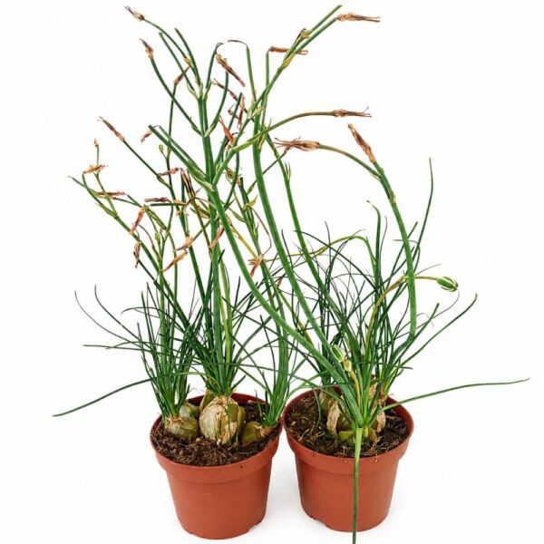 albuca humilis