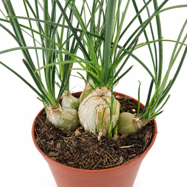 albuca humilis