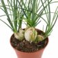 albuca humilis