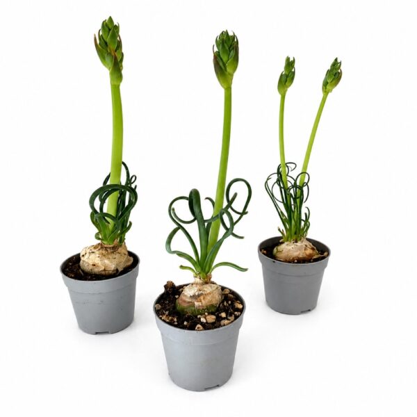 albuca spiralis albuca spiralis